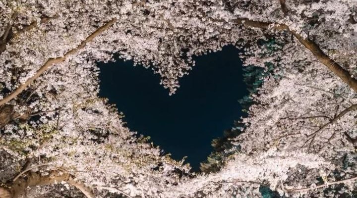 The Heart Of Tree